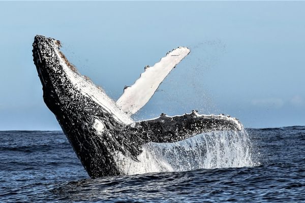 The Whales of Walker Bay The Whales of Walker Bay
