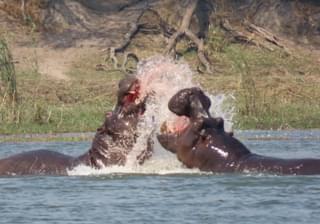 Hippo Fight 2