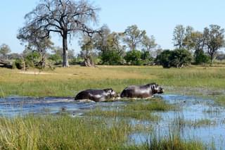 Hippos Botswana
