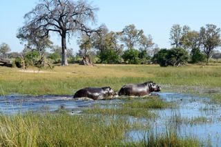 Hippos Botswana Hippos Botswana