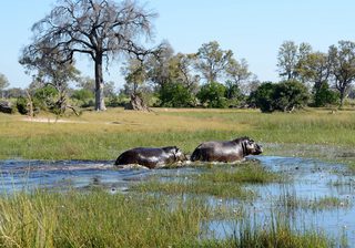 Hippos Botswana Hippos Botswana