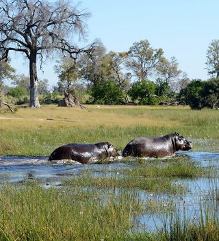 Hippos Botswana