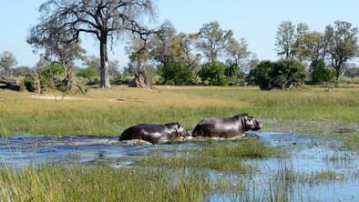 Hippos Botswana