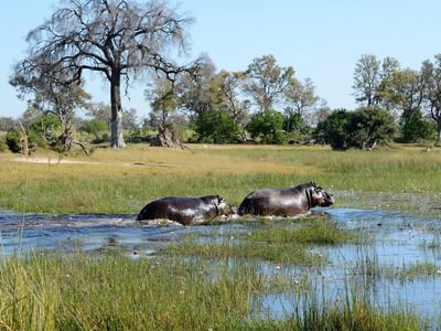 Hippos Botswana