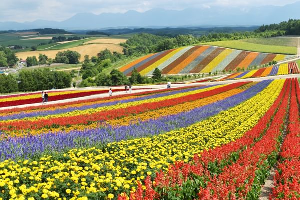 Flower fields H Okkaido Japan min Flower fields H Okkaido Japan min