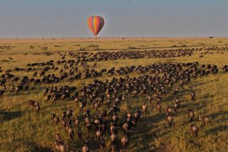 Hot Air Balloon Over The Migration By Tom Harding Hot Air Balloon Over The Migration By Tom Harding