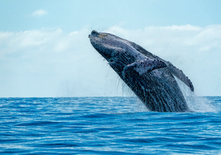 Humpback whale breaching Canva Pro Humpback whale breaching Canva Pro
