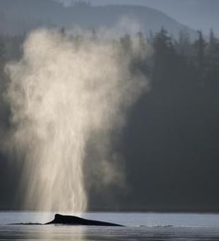 Humpback Whale Spouting