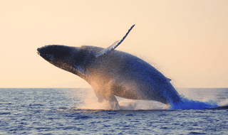 Humpback Whales Madagascar