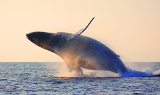 Humpback Whales Madagascar Humpback Whales Madagascar
