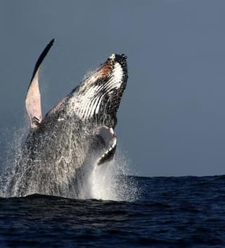 Humpback Whale Watching South Africa
