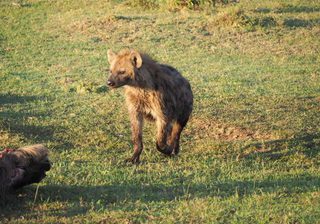 Hyenas