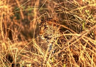 Ian Mcgrory Leopard South Luangwa Zambia