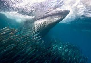 Images Blog Sardine Whale