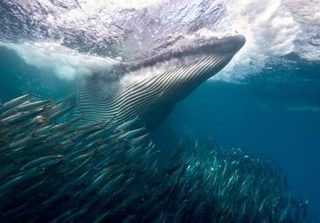 Images Blog Sardine Whale Images Blog Sardine Whale