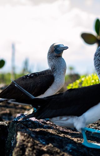 Blue footed boobies Isabela Island Galapagos Ecuador Unsplash min