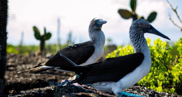 Blue footed boobies Isabela Island Galapagos Ecuador Unsplash min