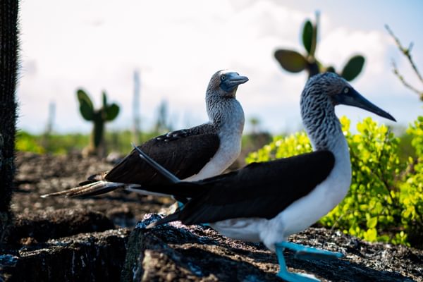 Blue footed boobies Isabela Island Galapagos Ecuador Unsplash min Blue footed boobies Isabela Island Galapagos Ecuador Unsplash min