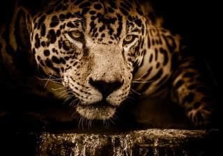 Jaguar brazil