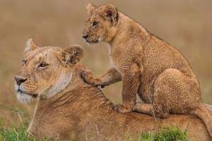 Lions  Maasai  Mara