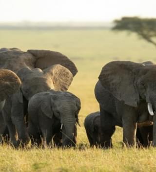 Maasai Mara Elephants 