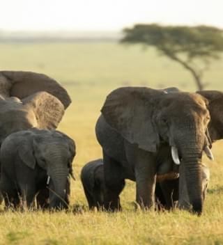 Maasai  Mara  Elephants  A
