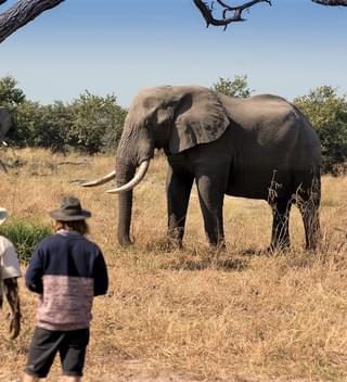 Khwai Tented Camp Moremi Reserve Botswana Walking Safari With Elephant 661