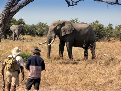 Khwai Tented Camp Moremi Reserve Botswana Walking Safari With Elephant 661