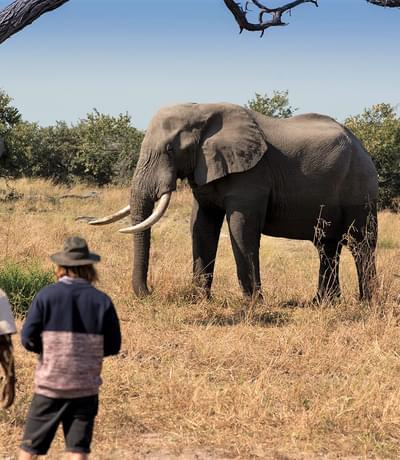 Khwai Tented Camp Moremi Reserve Botswana Walking Safari With Elephant 661