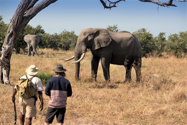 Khwai Tented Camp Moremi Reserve Botswana Walking Safari With Elephant 661 Khwai Tented Camp Moremi Reserve Botswana Walking Safari With Elephant 661
