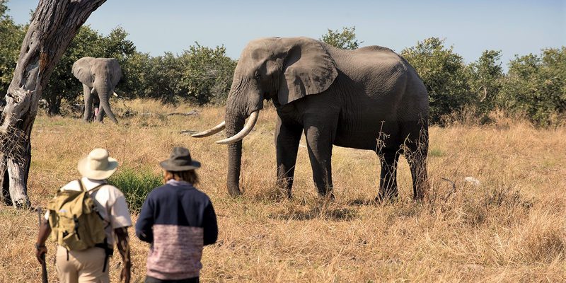 Khwai Tented Camp Moremi Reserve Botswana Walking Safari With Elephant 661 Khwai Tented Camp Moremi Reserve Botswana Walking Safari With Elephant 661