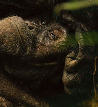Kibale Chimpanzee Kibale Chimpanzee