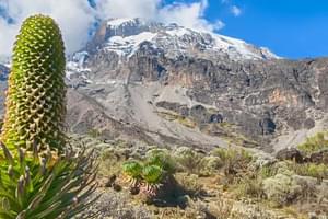Kilimanajro Rongai