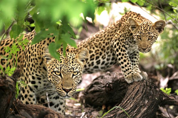 Kruger game drive wildlife ngala 8 Kruger game drive wildlife ngala 8