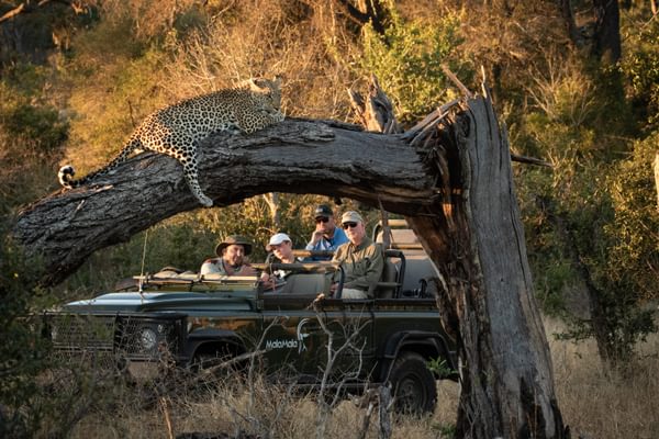 Leopard on Game drive Leopard on Game drive