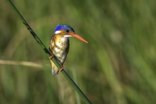 Kuthengo Kingfisher