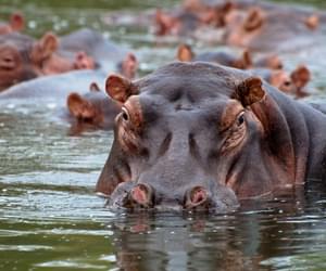 Mvuu Camp Hippo