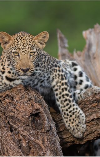 Leopard South Africa