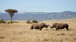 Laikipia Black Rhino Laikipia Black Rhino