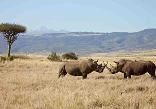 Laikipia Black Rhino Laikipia Black Rhino
