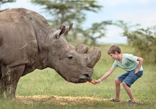 Ol Pejeta Bush Camp Petting Rhino