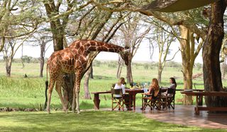 Sirikoi  Lodge Giraffe Guest For Lunch Sirikoi  Lodge Giraffe Guest For Lunch