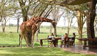 Sirikoi  Lodge Giraffe Guest For Lunch