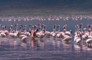 Lake Bogoria Flamingos