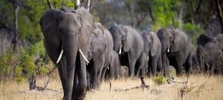 Large Elephant Herds Botswana