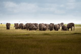 Large Heard Of Elephants Can Be Found In Amboseli Kenya