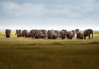 Large Heard Of Elephants Can Be Found In Amboseli Kenya Large Heard Of Elephants Can Be Found In Amboseli Kenya