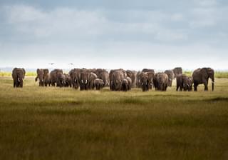Large Heard Of Elephants Can Be Found In Amboseli Kenya