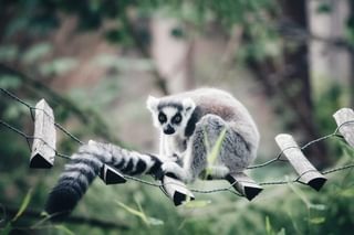 Lemurs Madagascar Lemurs Madagascar