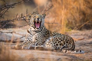Leopard In Kruger Leopard In Kruger